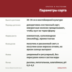 Колеус Wizard Scarlett (0,1л) — параметры сорта