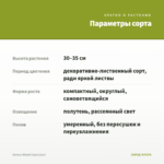 Колеус Wizard (срез/1шт) — параметры сорта