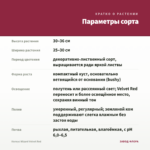 Колеус Wizard Velvet Red — параметры сорта