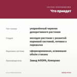 Колеус Wizard Velvet Red — что приедет