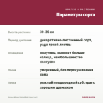 Колеус Wizard Velvet Red (срез/1шт) — параметры сорта