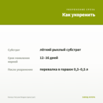 Колеус YeLLow Dragon (срез/1шт) — как укоренить черенок