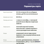 Котовник Фассена Walker's Low (0,1л) — параметры сорта