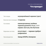 Котовник Фассена Walker's Low (срез/3шт) — что приедет