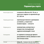 Крассула/Толстянка (Денежное дерево) 0,1л — параметры сорта