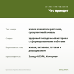 Крестовник Геррейна (Senecio herreianus) — что приедет