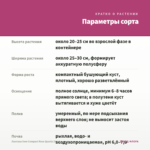 Лантана Gem Compact Rose Quartz (0,1л) — параметры сорта