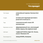 Лантана Gem Gold (Джем Золото) (0,1л) — что приедет