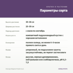 Лаванда Ellagance Purple (0,1л) — параметры сорта