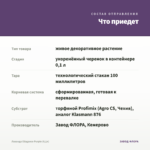 Лаванда Ellagance Purple (0,1л) — что приедет