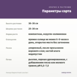 Лаванда Ellagance Purple (срез/3шт) — параметры сорта