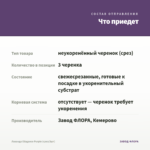 Лаванда Ellagance Purple (срез/3шт) — что приедет