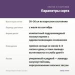 Лаванда Ellagance Purple (срез/3шт) — параметры сорта