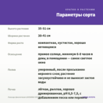 Лаванда фиолетовая LAVEANNA VIOLET (0,1л) — параметры сорта