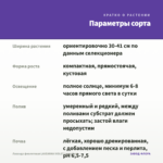 Лаванда фиолетовая LAVEANNA VIOLET (срез/3шт) — параметры сорта
