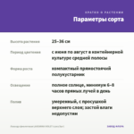Лаванда фиолетовая LAVEANNA VIOLET (срез/3шт) — параметры сорта