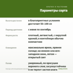 Лаванда зубчатая домашняя (срез/3шт) — параметры сорта