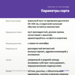 Лаванда зубчатая домашняя (срезы/3шт) — параметры сорта