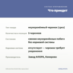 Лобелия Glow Electric Blue (срезы/5шт) — что приедет