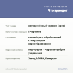 Лобелия HOT Waterblue (срезы/5шт) — что приедет