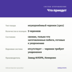 Лобелия Superstar (срезы/5шт) — что приедет