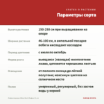 Лофоспермум Wine Red (Лофос) 0,1л — параметры сорта