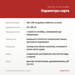 Лофоспермум Wine Red (Лофос) срез/3 шт — параметры сорта