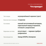Лофоспермум Wine Red (Лофос) срез/3 шт — что приедет