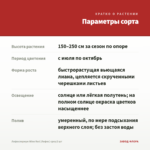 Лофоспермум Wine Red (Лофос) срез/3 шт — параметры сорта