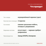 Лофоспермум Wine Red (Лофос) срез/3 шт — что приедет