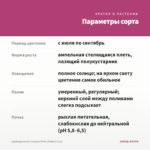 Lophospermum Compact Pink (Лофос) 0,1л — параметры сорта