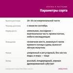 Lophospermum Compact Pink (Лофос) срез/3шт — параметры сорта