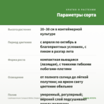 Lophospermum Compact White (Лофос) 0,1л — параметры сорта
