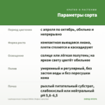 Lophospermum Compact White (Лофос) срез/3шт — параметры сорта