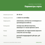 Lophospermum Compact White (Лофос) срез/3шт — параметры сорта