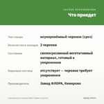 Lophospermum Compact White (Лофос) срез/3шт — что приедет