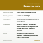 Мекардония (срезы/5шт) — параметры сорта