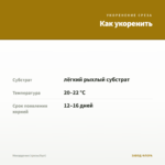 Мекардония (срезы/5шт) — как укоренить черенок