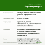 Мелисса (лимонная мята) (срез/5шт) — параметры сорта