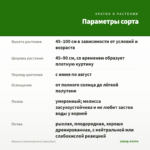 Мелисса (лимонная мята) (срез/5шт) — параметры сорта