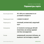 Мелисса Оранж Фреш (0,1л) — параметры сорта