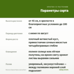 Мелисса Оранж Фреш (срезы/5шт) — параметры сорта