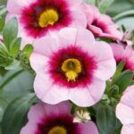 Калибрахоа MiniFamous Neo Pink Dark Eye от Завода ФЛОРА