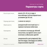 Монарда Bee Free (срез/5шт) — параметры сорта