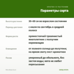 Мята Абура (0,1л) — параметры сорта