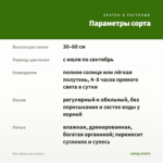 Мята Абура (срезы/5шт) — параметры сорта