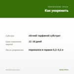 Мята Абура (срезы/5шт) — как укоренить черенок