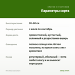 Мята Абура (срезы/5шт) — параметры сорта