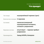 Мята Абура (срезы/5шт) — что приедет