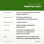 Мята Африканская (0,1л) — параметры сорта